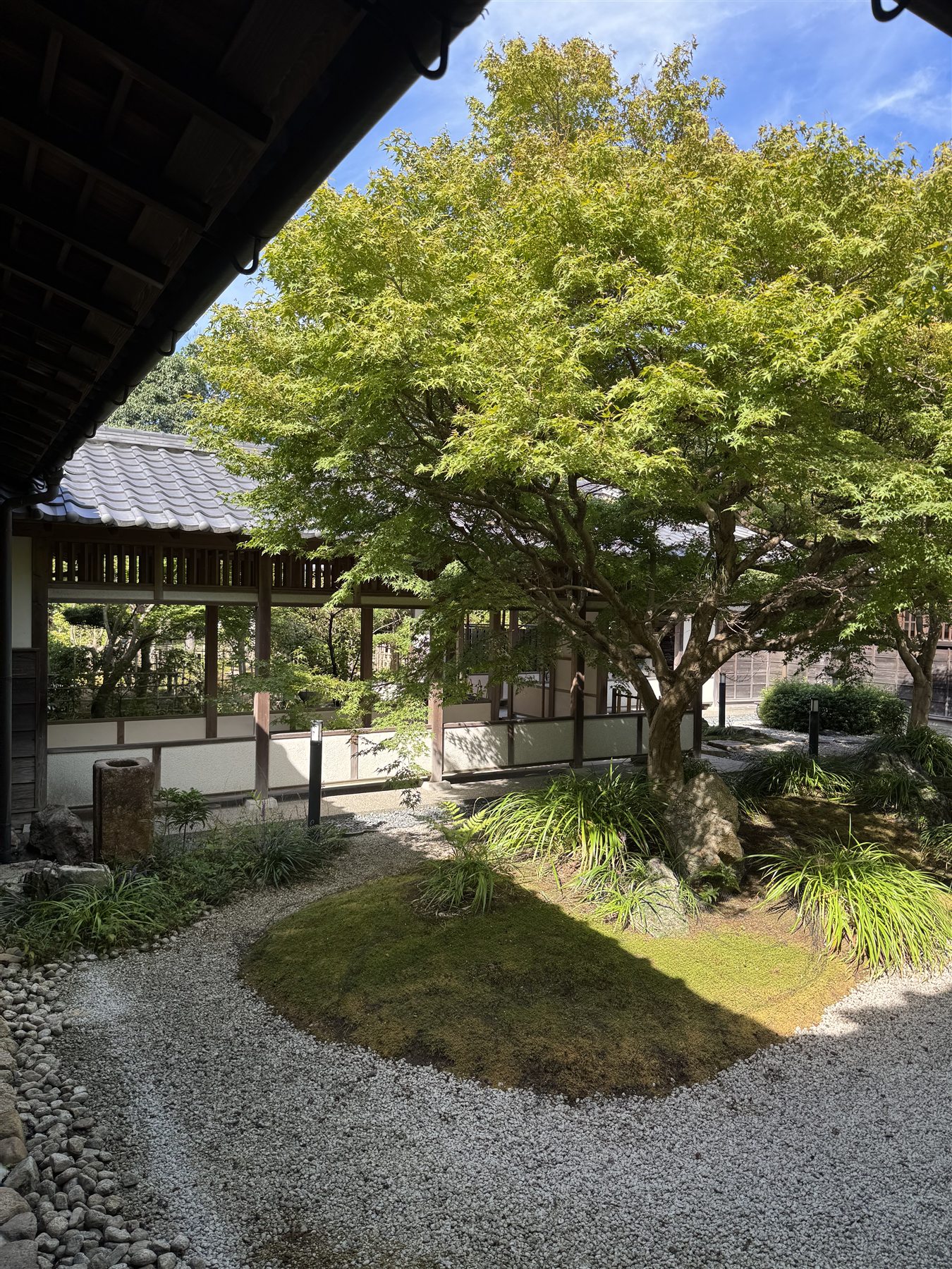 長府毛利邸の中庭に立つもみじ