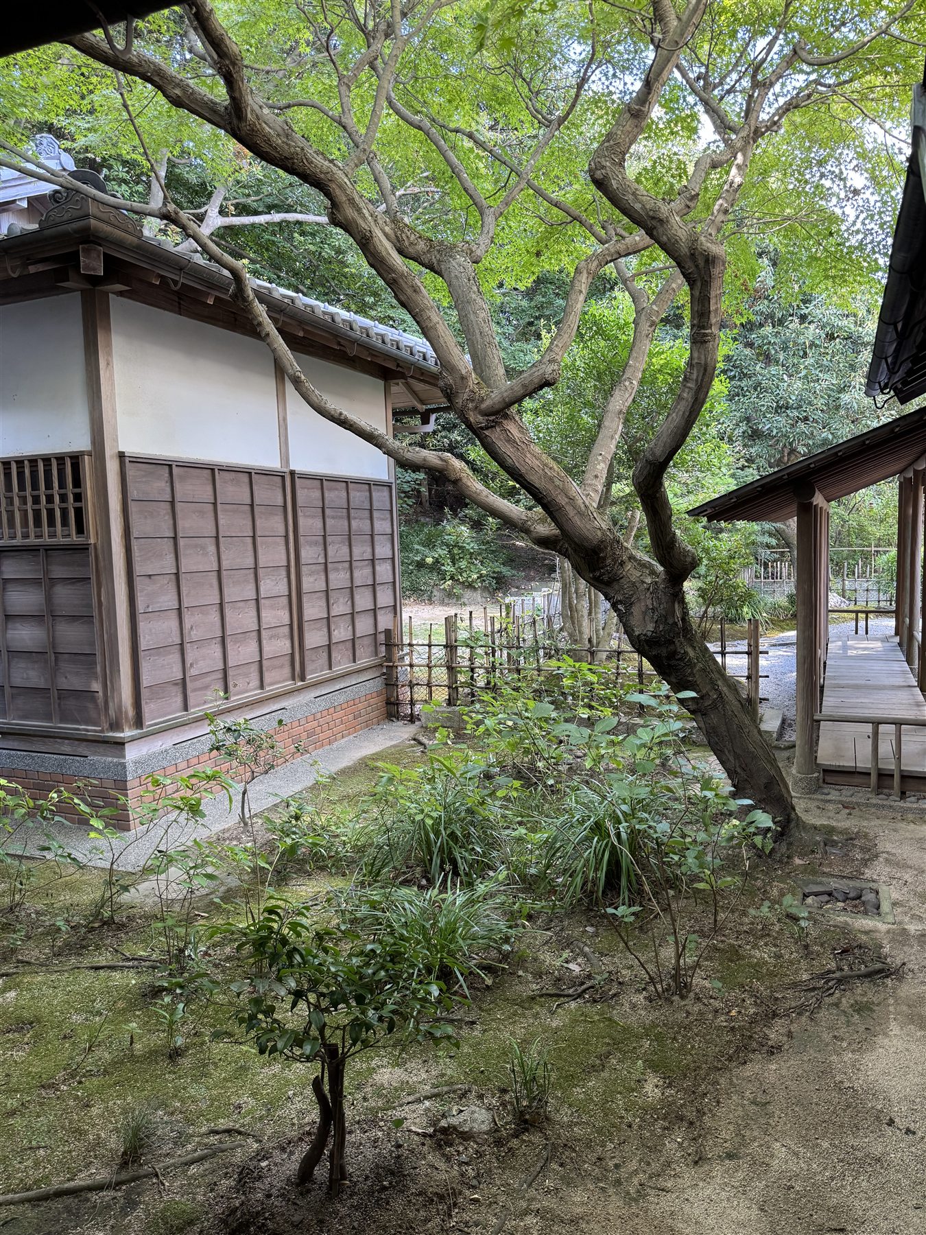 長府毛利邸の庭の古木と母屋
