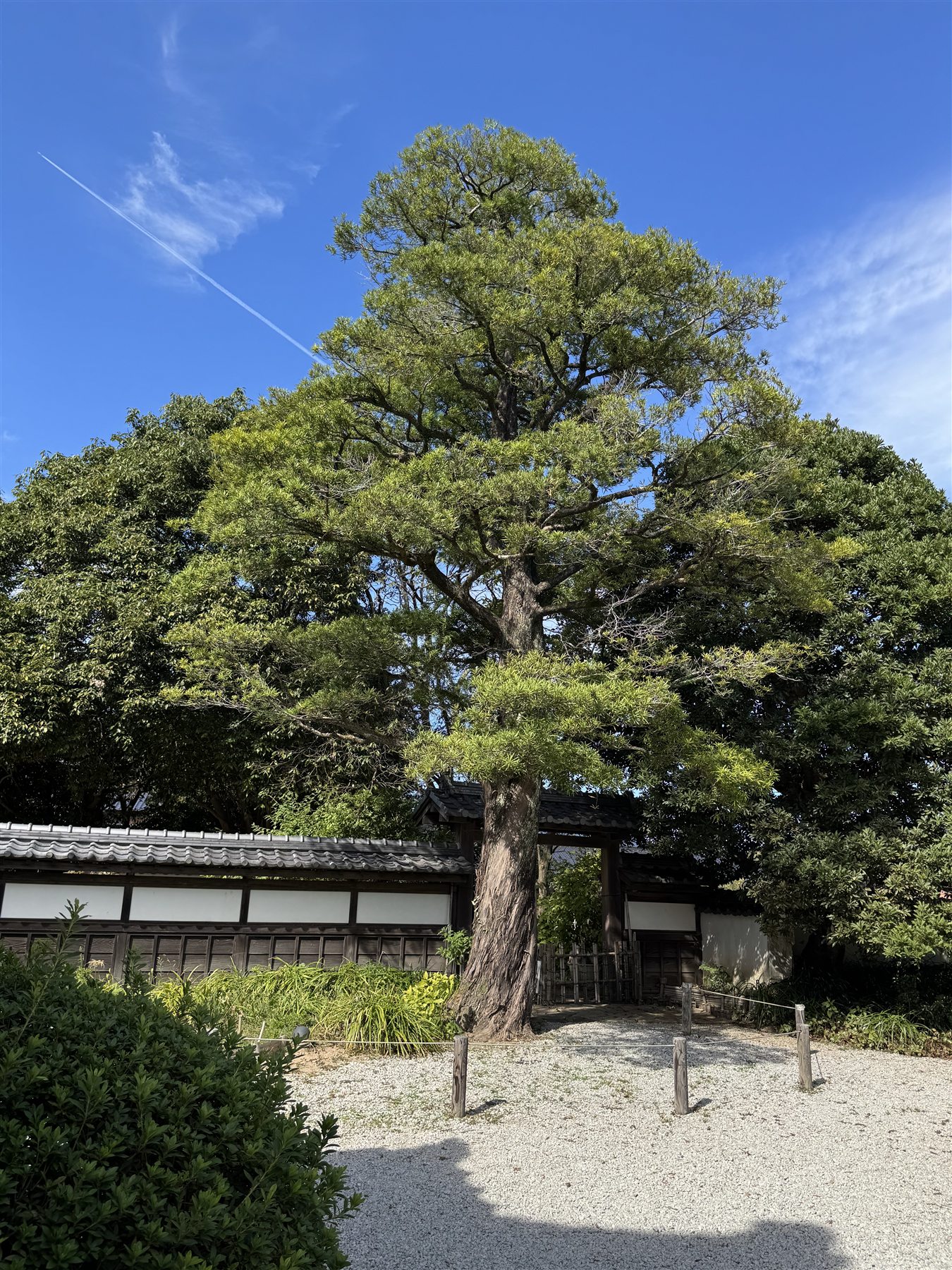 長府毛利邸の庭に立つ松の大木